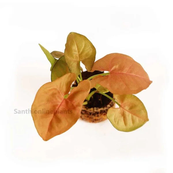 Pink Syngonium plant