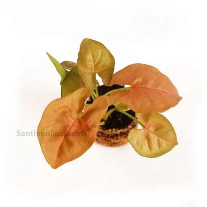 Pink Syngonium plant