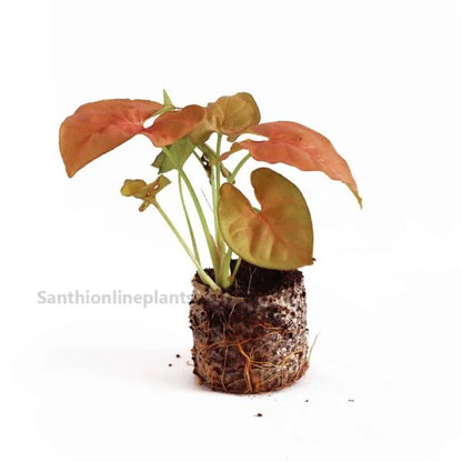 Pink Syngonium plant