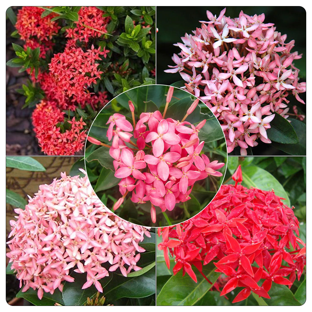 Pink and red ixora plants combo