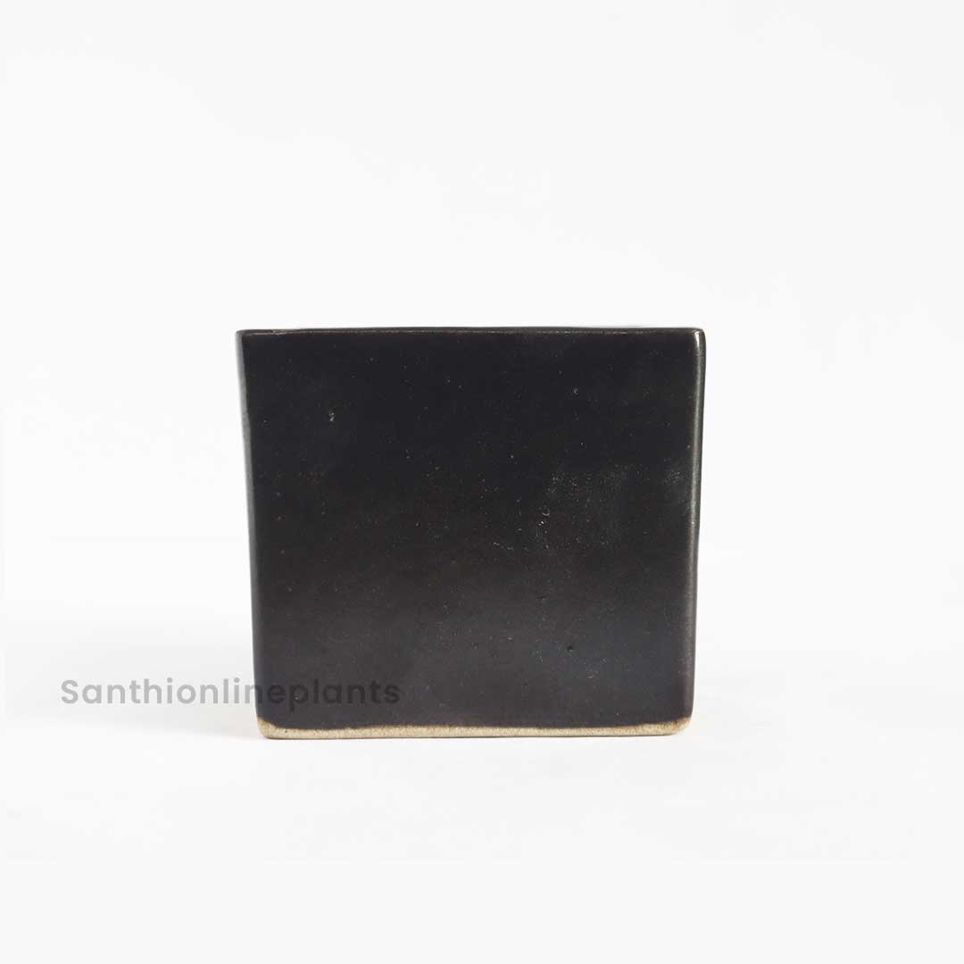 Plain Black Square (Small) – Santhi Online Plants