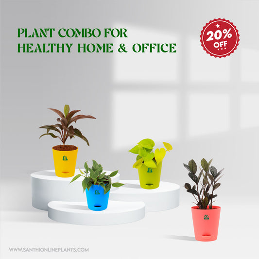 Plants Combo for Healthy Home - Office