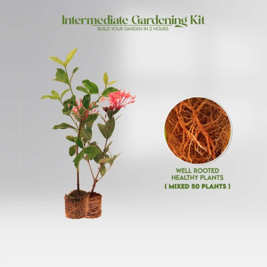 Gardening Kit for Intermediate3 : Make A Lovely Terrace Garden