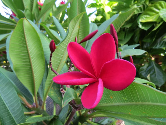 Plumeria Rubra-Champa’Pink’
