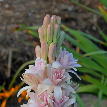 Tuberose Pink sapphire bulb