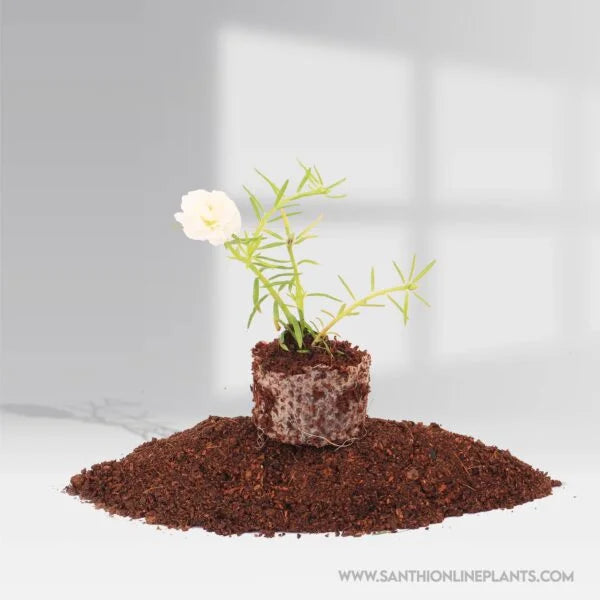 Portulaca 9’O Clock White