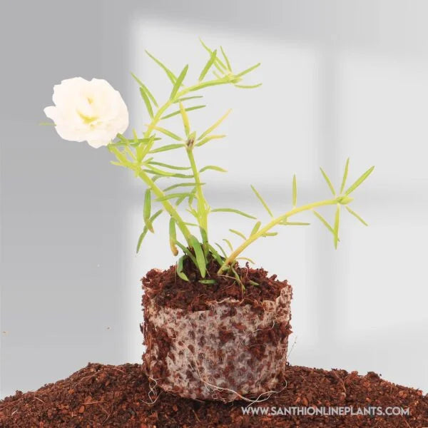 Portulaca 9’O Clock White