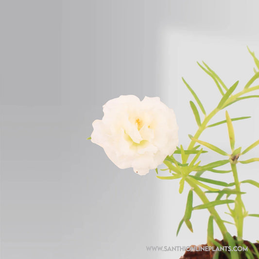 Portulaca 9’O Clock White