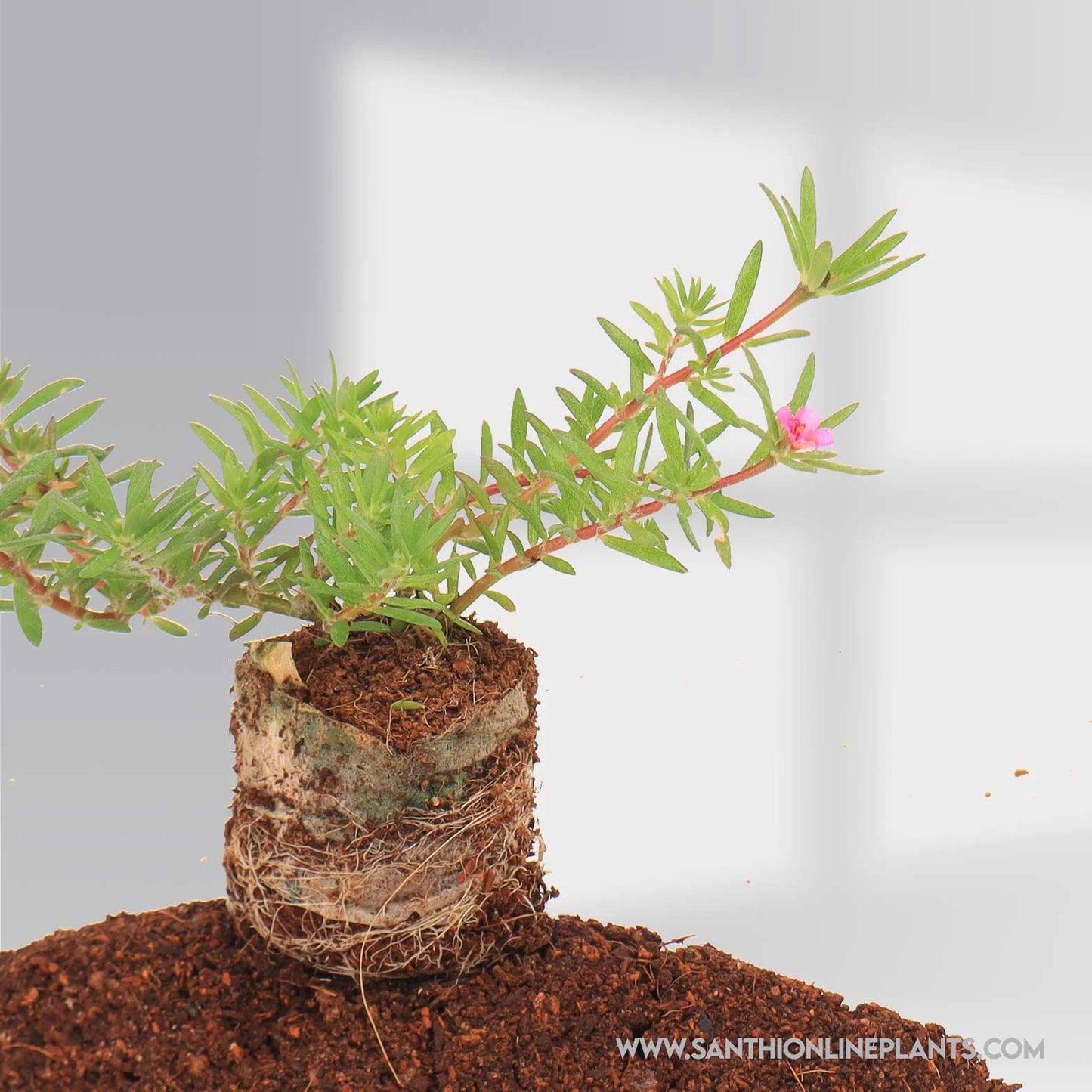 Portulaca Pilosa
