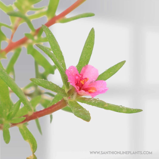 Portulaca Pilosa