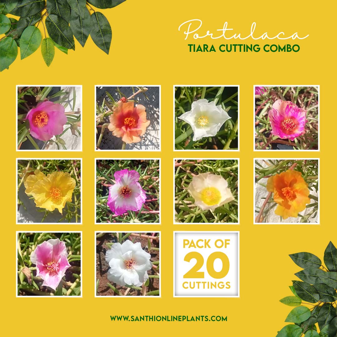 Portulaca Tiara Cuttings Combo