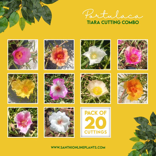 Portulaca Tiara Cuttings Combo
