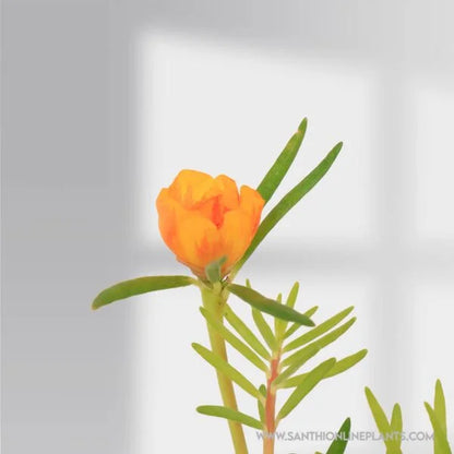 Portulaca 9’O Clock tiara orange