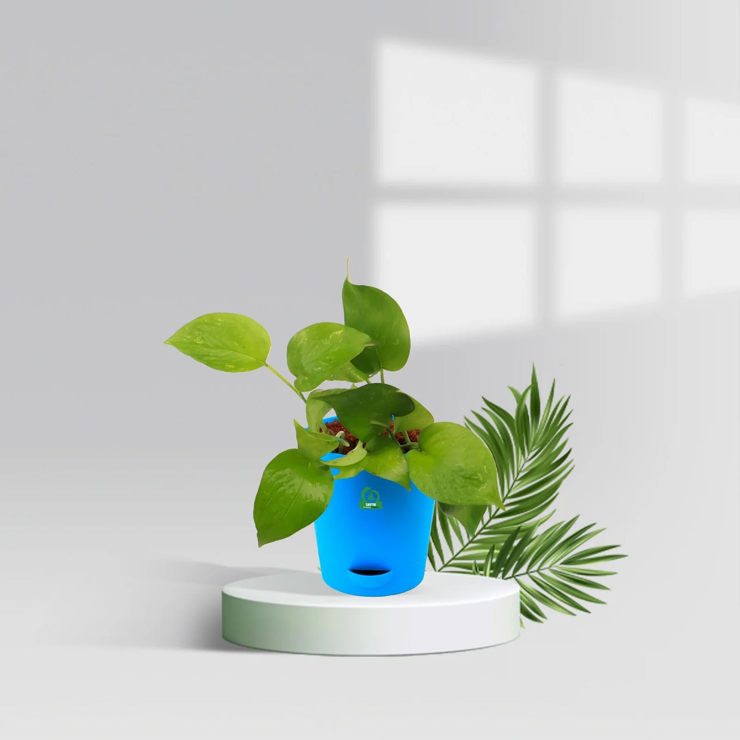 Pothos Money Plant with Pot