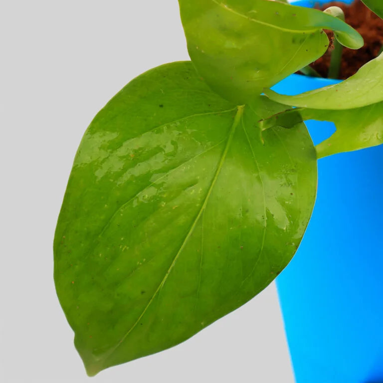 Pothos Money Plant with Pot