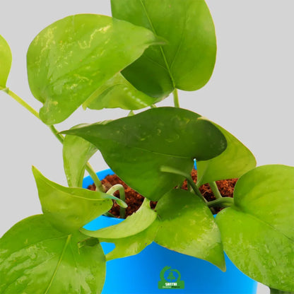 Pothos Money Plant with Pot