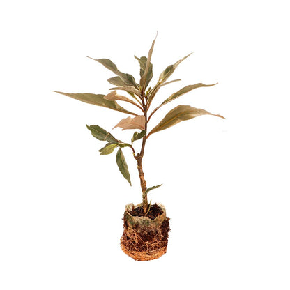 Pseuderanthemum’Stainless Steel’