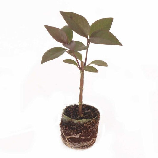 Pseuderanthemum plant