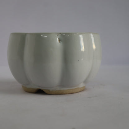 Pumpkin Bonsai White (small)