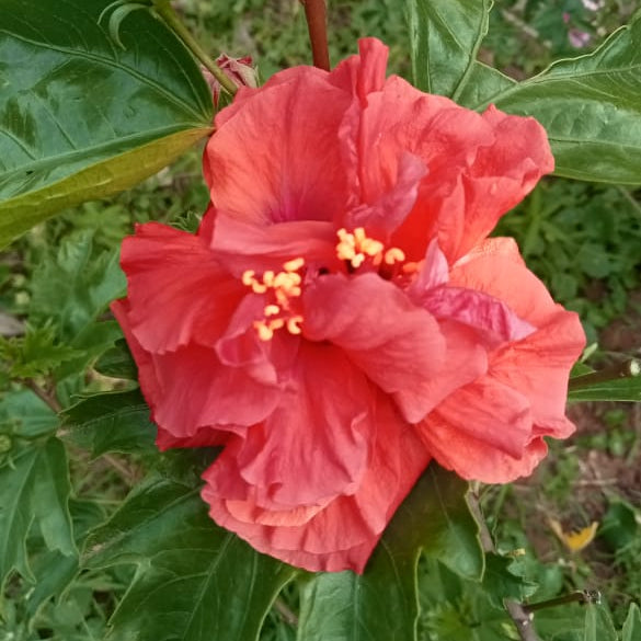Rainbow hibiscus plant