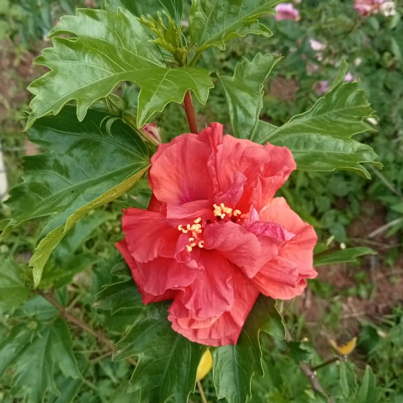 Rainbow hibiscus plant