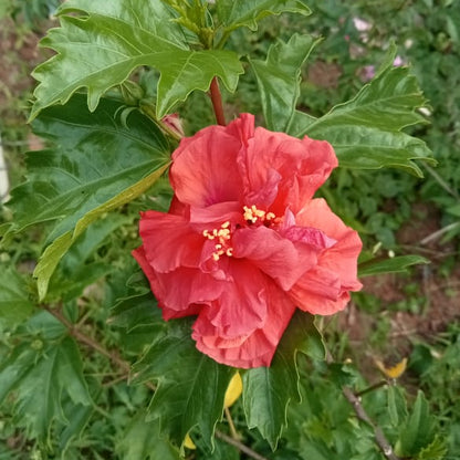 Rainbow hibiscus plant
