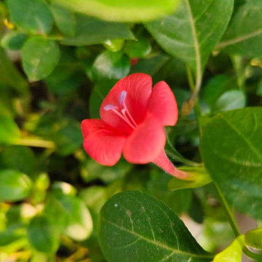 Red december flower plant (Barleria repens)
