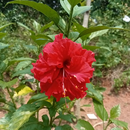 Naattu adukku sembaruththi - Red multi petal hibiscus plant