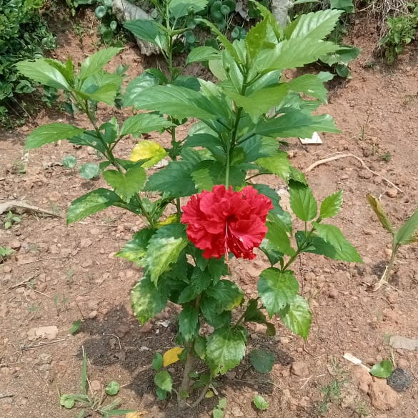 Naattu adukku sembaruththi - Red multi petal hibiscus plant