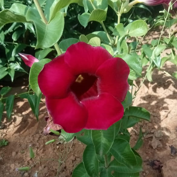 Allamanda Red Velvet : ''A Stunning Tropical Beauty''