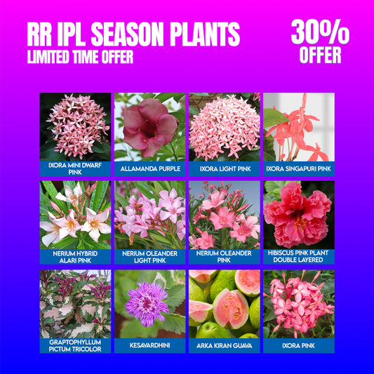 Beautiful RR Ipl team 2025 combo