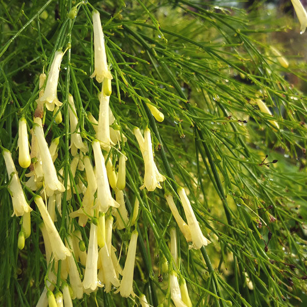 Yellow Glow Fountain Bush (russelia equisetiformis)