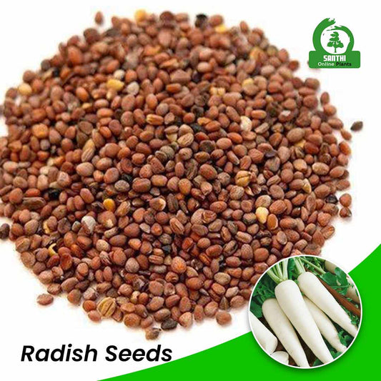Radish Seeds