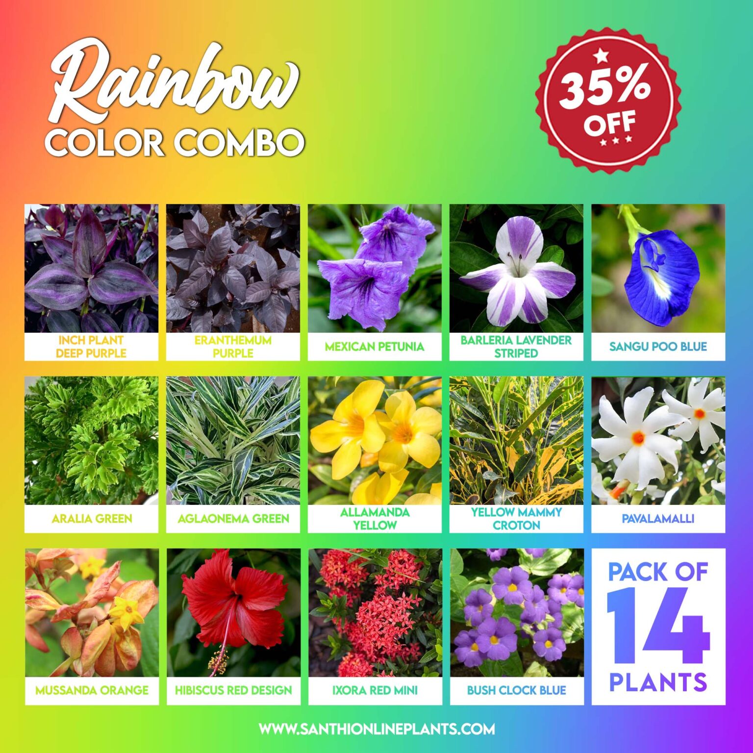 Rainbow Colors Combo – Santhi Online Plants