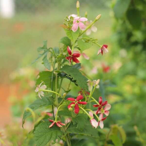 Rangoon Creeper Plant (Madhumalati Vine)