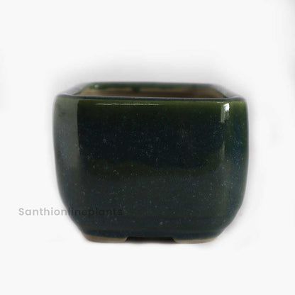 Rectangle Bonsai Green (Small)