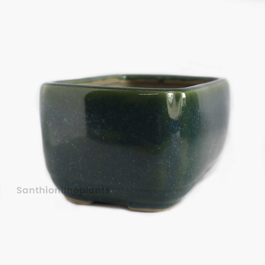 Rectangle Bonsai Green (Small)