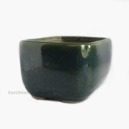 Rectangle Bonsai Green (Small)