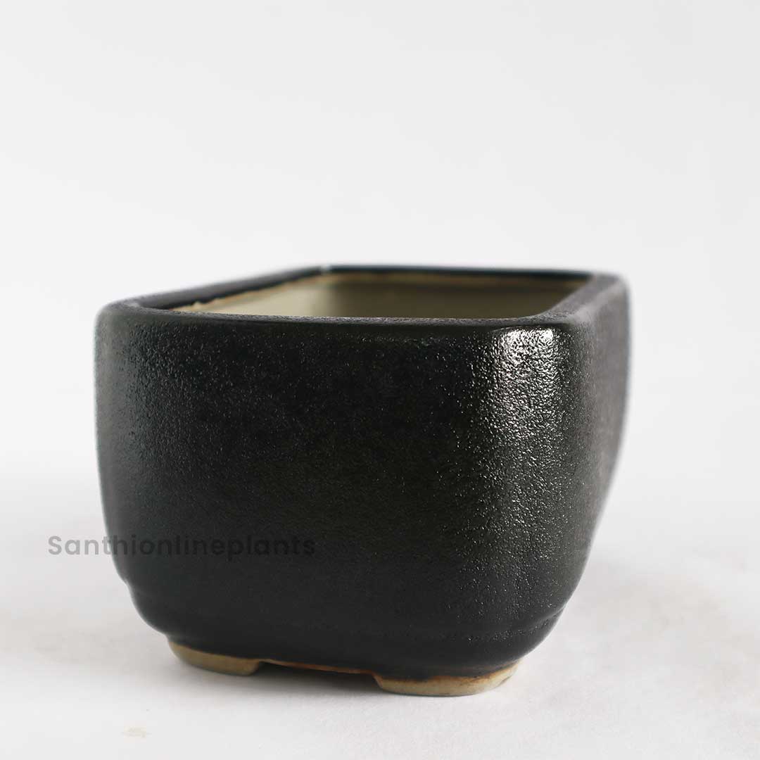 Rectangular Bonsai Black Pot
