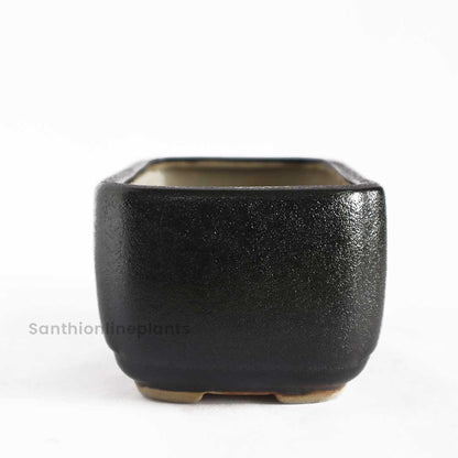 Rectangular Bonsai Black Pot