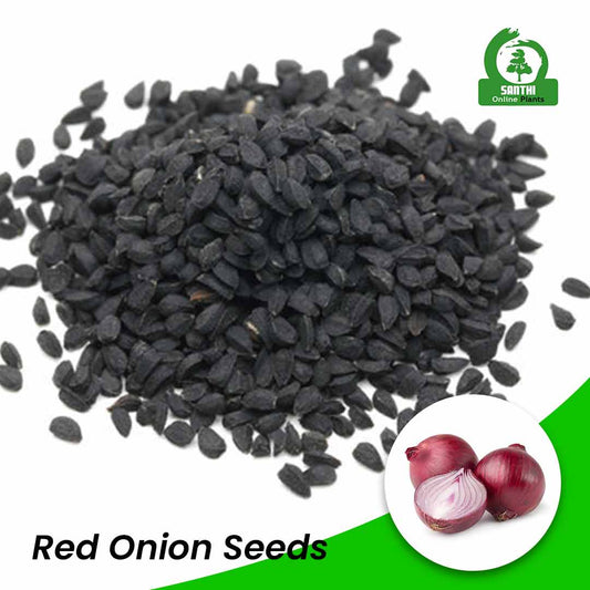 Red Onion Seeds