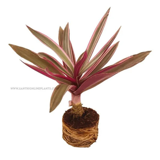 Rhoeo tricolor-Variegated