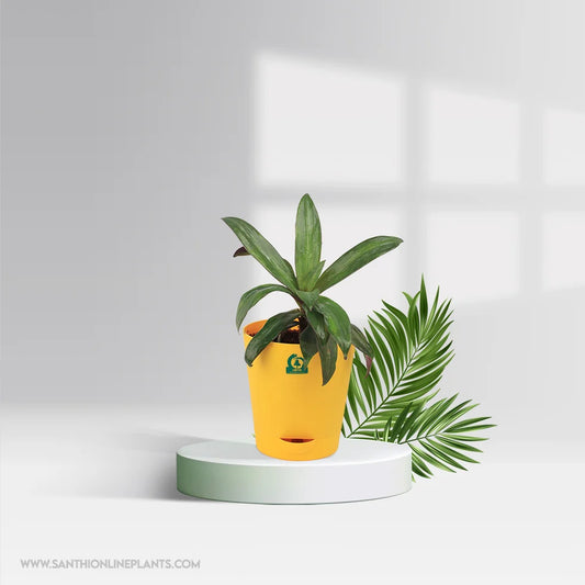 Rhoeo Pot Plant – Tradescantia Spathacea