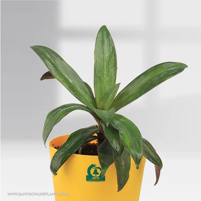 Rhoeo Pot Plant – Tradescantia Spathacea