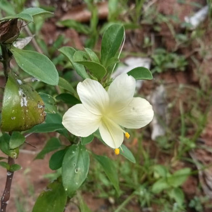 Thorn december Sandal flower plant