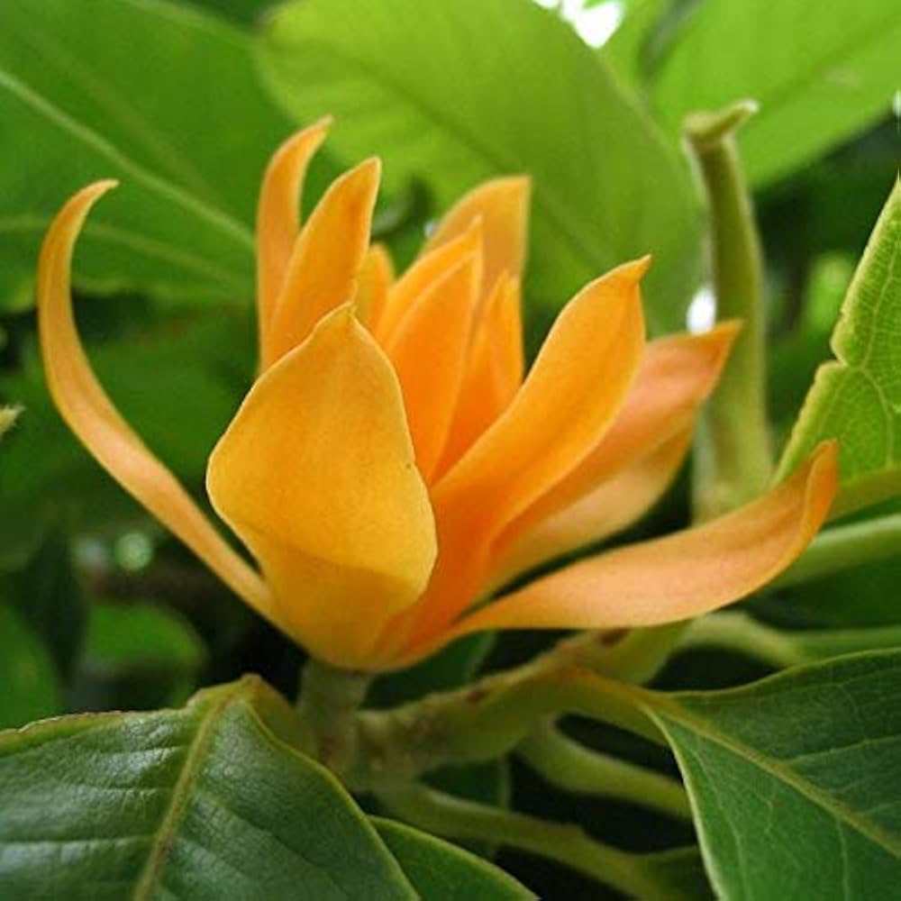 Shenbagam plant