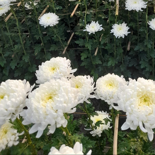 Chrysanthemum 'Star white' flower plant