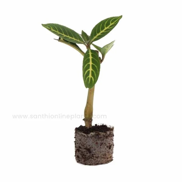 Sanchezia Plant