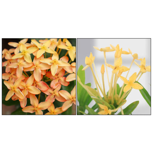 Ixora mini sandal and ixora sandal plant combo