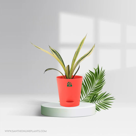 Sanseveria Bental Pot Plant